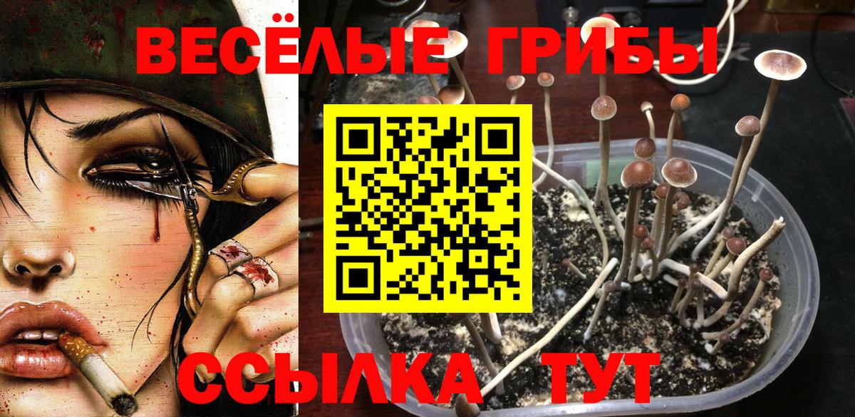 Кореновск  Псилоцибиновые грибы мицелий  Вход с VPN 